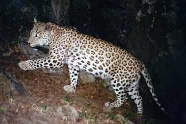 ՀՀ-ում ֆոտոթակարդներով ֆիքսվել է 5-7 կովկասյան ընձառյուծի առանձնյակ. նախագծով առաջարկում են ընձառյուծի որսի տուգանքը դարձնել 100 մլն դրամ